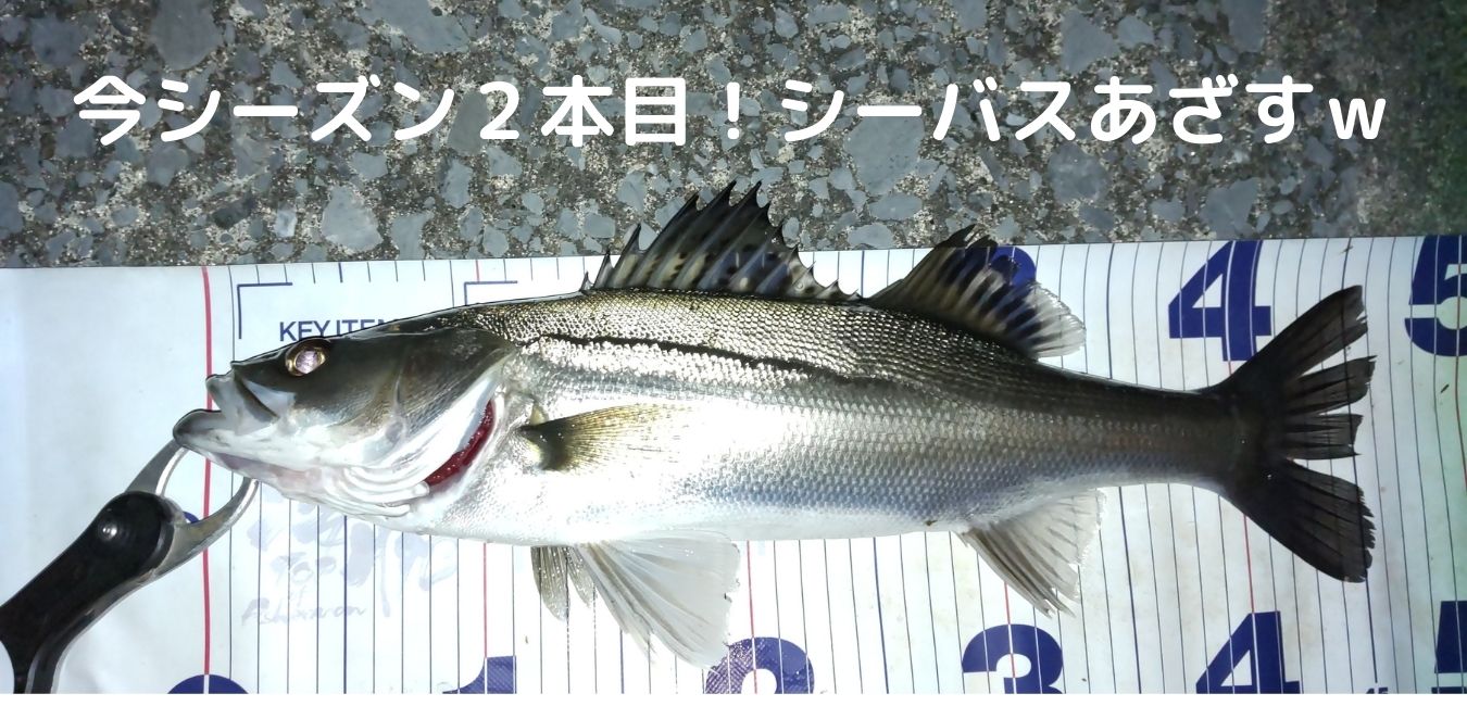ロスト率高し 青森の春シーバスは危険がいっぱいw ロスト率高し 青森の春シーバスは危険がいっぱいw