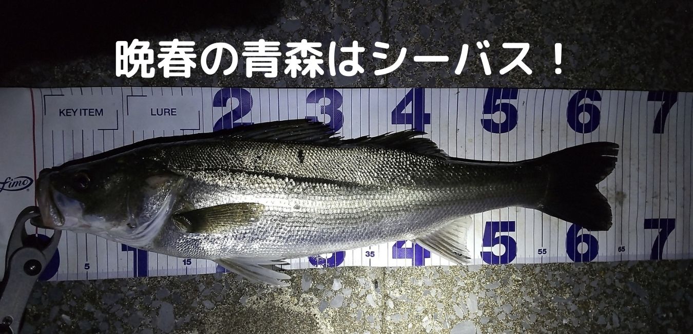 釣行記 アウトドア Tomo Blog 釣行記 アウトドア Tomo Blog